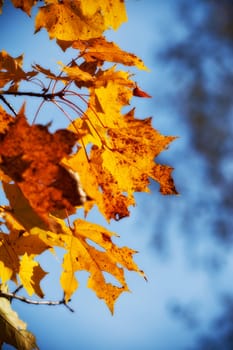 yellow autumn maple leaves