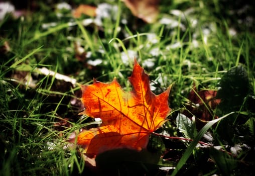 yellow autumn mapple leaf in grass