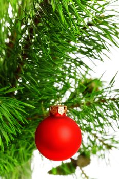 red decoration ball on pine branch, white background