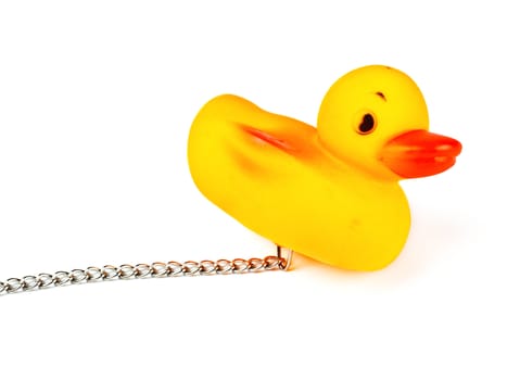 toy duck for bath with chain isolated on white