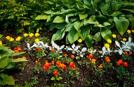 beautiful flowerbed with bushes, shoots and red nasturtium