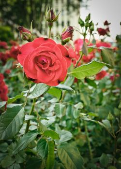 green field full of red wild roses