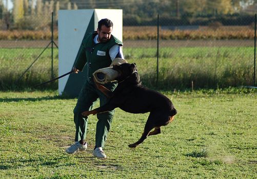 training in attack for a beautiful purebred rottweiler