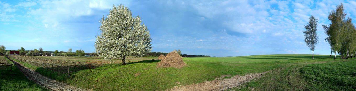 Panoramic image of a blooming tree in a field
