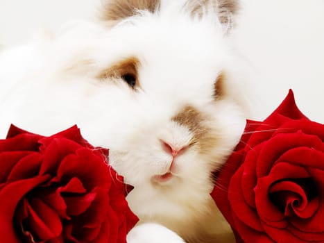 White lion head bunny, isolated between two red roses