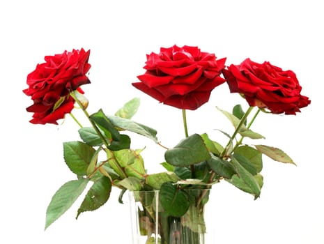 Red roses in a vase, towards white