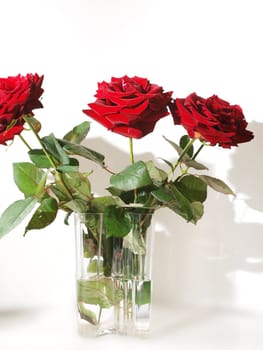 Red roses in a vase, towards white
