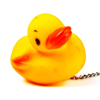 toy duck for bath with chain isolated on white