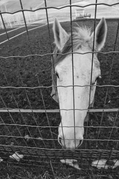 Face of horse behind a metallic net