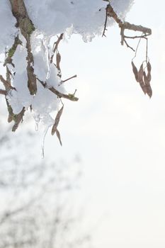 Icy drop pending from a snow covered tree