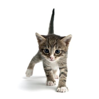 An image of a little kitten on white background