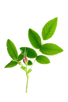 An image of fresh pink bud of briar