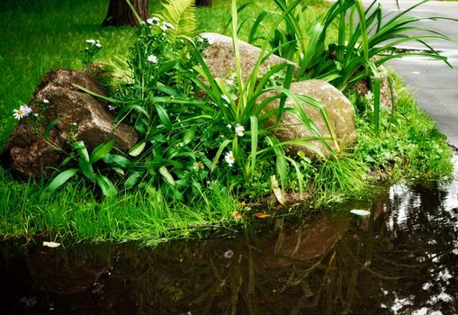 grass, stones, camomile and tiny pool at day