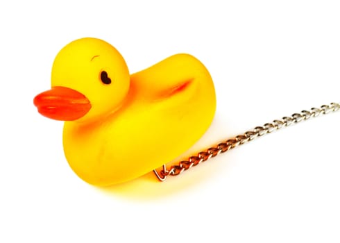 toy duck for bath with chain isolated on white