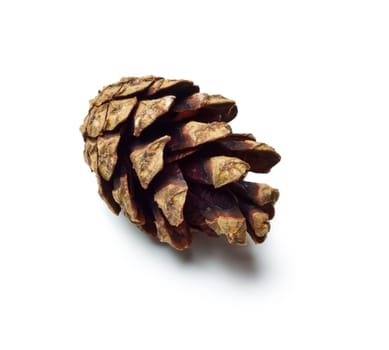 single dry pinecones isolated on white background