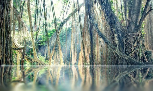 lost 	tranquility  lake in jungle photo