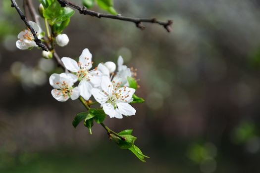 Branch of white blooming buds on a dark background