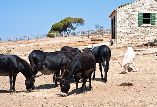 Safari Park. Brijuni National Park. Croatia