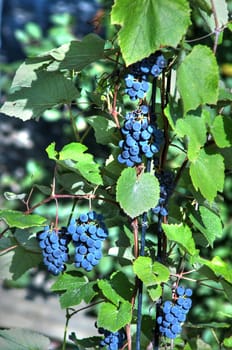 The image of a grape in garden