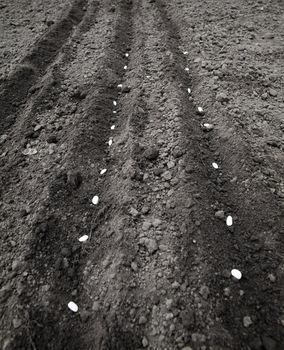 An image of white seeds in the ground