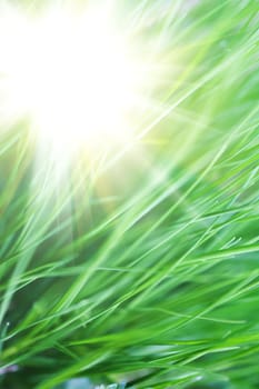 An image of lush thick green grass close-up