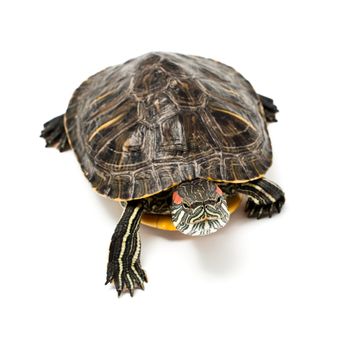 An image of turtle isolated on white