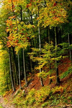 An image of a autumn trees in a forest