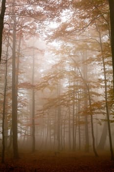 Animage of mist in autumn forest. Season theme.
