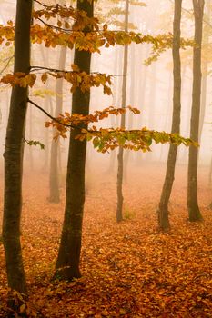 An image of yellow trees in autumn forest