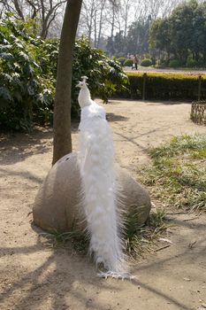 White peacock in zoo