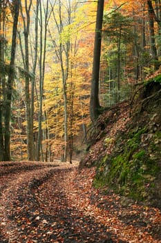 An image of road in autumn forest