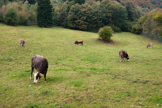 Cows grazing in a meadow of Italian hill