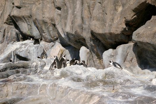 Penguins on rocks