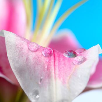 An image of flower closeup: petal with raindrop