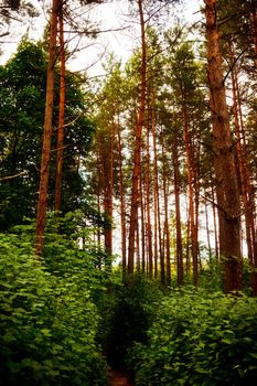 in pine forest at summer cloudy day