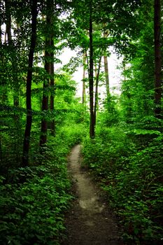 path in forest at summer cloudy day