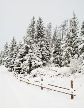 An image of beautiful winter scene with trees