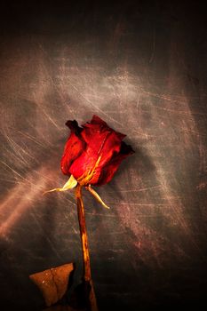 An image of dried red rose