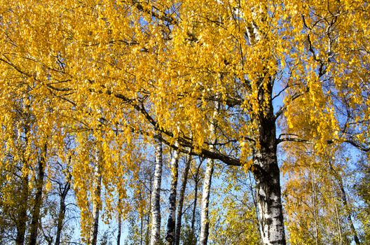 Background of birch tree trunks branches and yellow golden leaves in autumn sunlight sun.