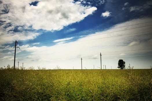 nature rural landscape at sunny summer day