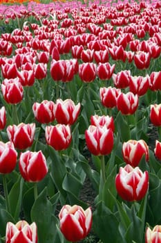 Spring flowers background in Hangzhou, China.