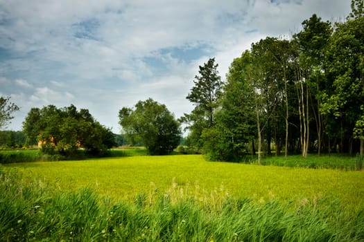 nature rural landscape at sunny summer day