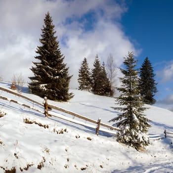 An image of a road in winter mountains and firtrees