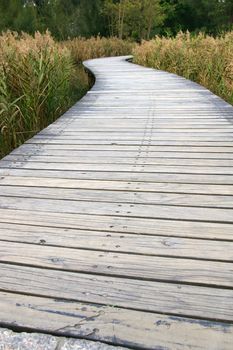 Path in wetland