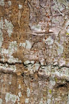 Tree bark details