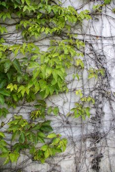 Green grasses on wall