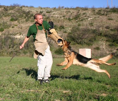 german shepherd in a training of attack