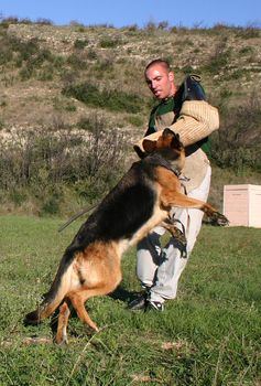 german shepherd in a training of attack