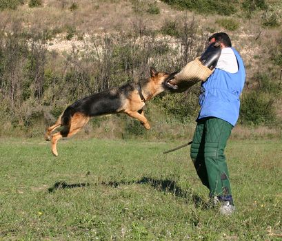german shepherd in a training of attack
