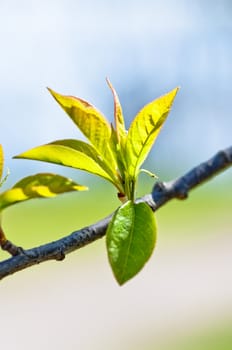 green spring leaves branch over blue sky